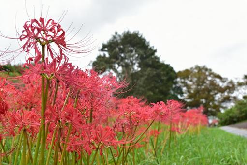 彼岸花 曼殊沙華 曼珠沙華 彼岸花 曼殊沙華 曼珠沙華 彼岸花,花,お彼岸の写真素材
