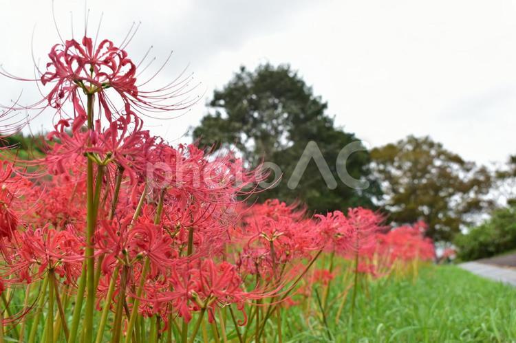 彼岸花　曼殊沙華　曼珠沙華 彼岸花,花,お彼岸の写真素材