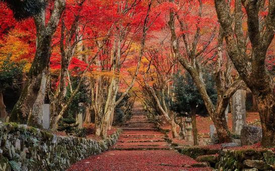 鶏足寺の紅葉参道 鶏足寺,紅葉,楓の写真素材