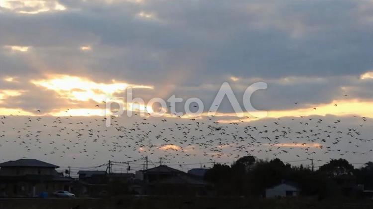 大晦日に舞うカラスの群れ　1 12月,カラス,大晦日の写真素材