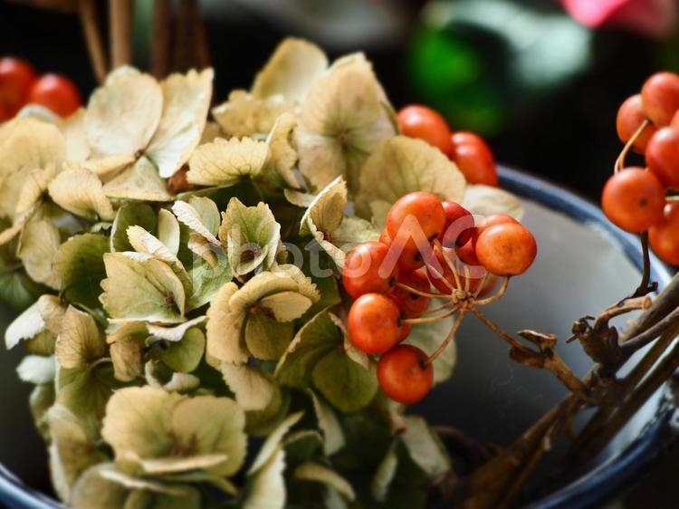 ドライフラワー　紫陽花　グリーン② 紫陽花,ドライフラワー,アジサイの写真素材