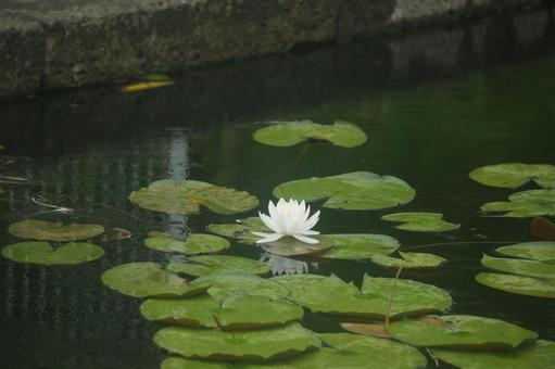 Water Lily, JPG Water Lily, JPG