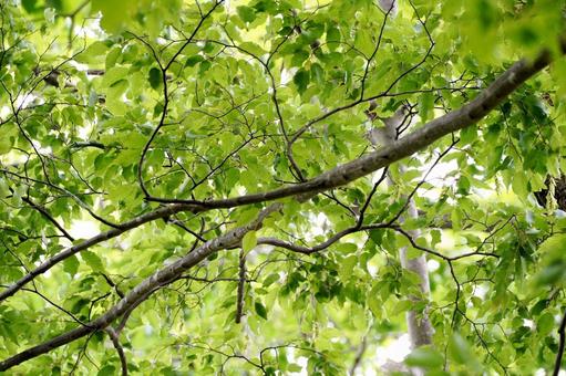 夏の木漏れ日と新緑 夏の木漏れ日と新緑 新緑,木漏れ日,葉の写真素材