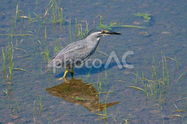 ササゴイと反射 ササゴイ,サギ,野鳥の写真素材