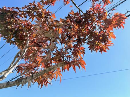 秋空に映える赤いモミジ もみじ,紅葉,秋の写真素材