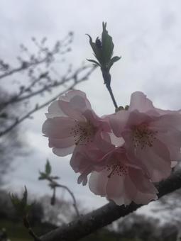 桜と蕾 桜と蕾の写真
