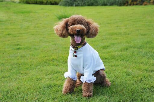 芝生でくつろぐトイプードル トイプードル,動物,犬の写真素材