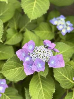 Purple Hydrangea, JPG