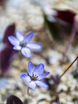 春を告げる青紫の小花の写真