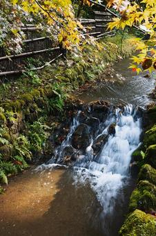苔むした岩場を流れる清流と黄葉のモミジ 渓流,川,水の写真素材