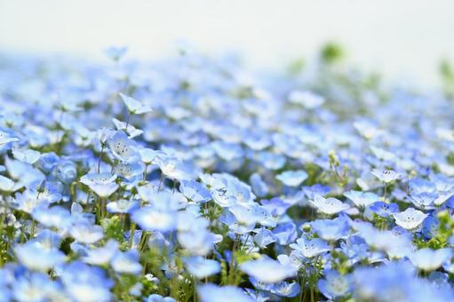 Nemophila, JPG