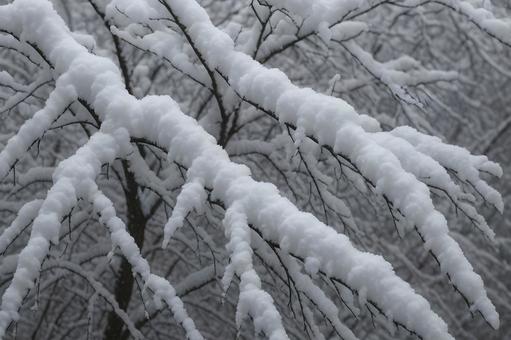 雪を纏う木の枝 雪を纏う木の枝の写真