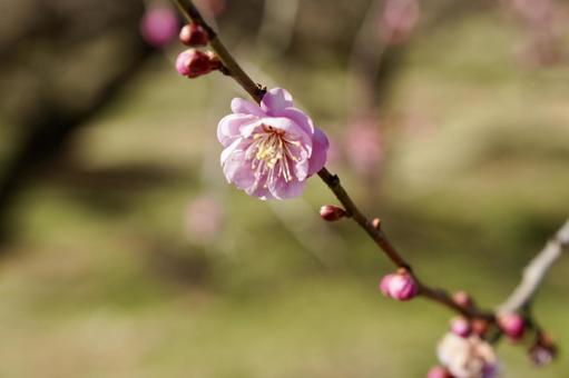Photo, spring, red plum, plum blossom, 