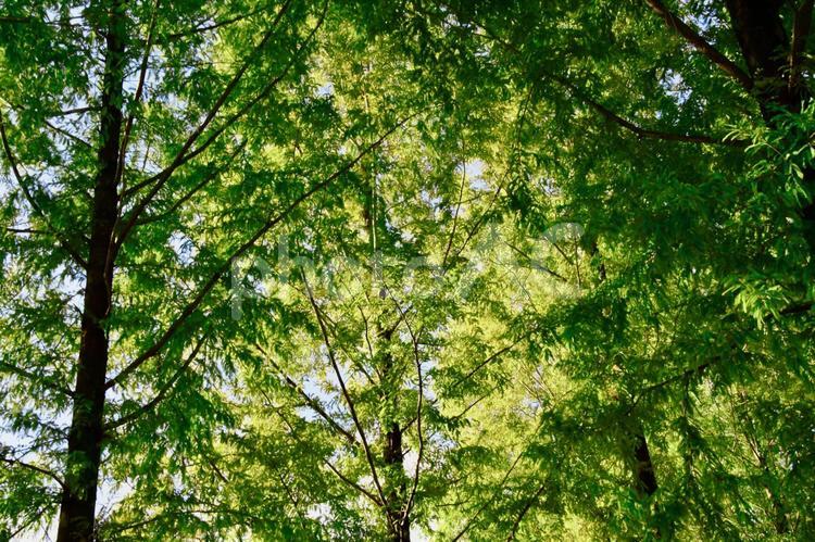 木漏れ日のテクスチャ（美しい森林の風景） 木漏れ日,新緑,緑の写真素材