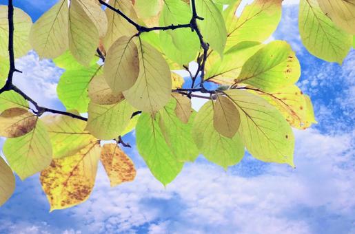 紅葉し始めたハクモクレンの葉 ハクモクレン,紅葉,黄緑の写真素材