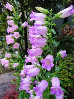 Blue Campanula, campanula, spring, vivid, JPG