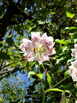 林の草むらで開花したカノコユリ 林の草むらで開花したカノコユリ カノコユリ,花,植物の写真素材