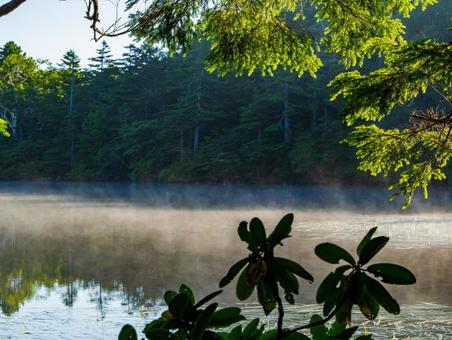 白駒池の朝もや 白駒池,朝もや,北八ヶ岳の写真素材