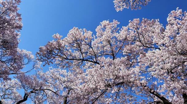 桜と青空 桜並木,お花見,春の写真素材