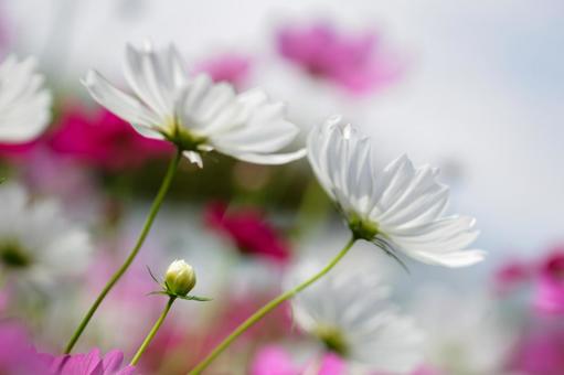 コスモス畑 白い満開の花 コスモス畑 白い満開の花の写真