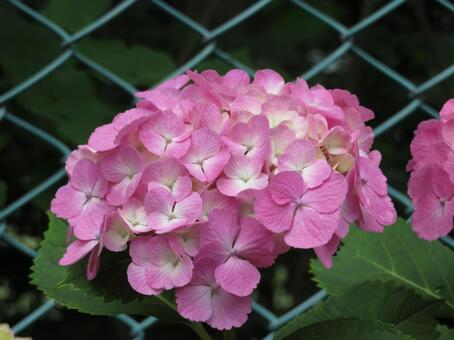 紫陽花 紫陽花の写真