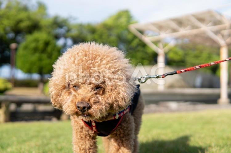 夏の公園で散歩するトイプードル トイプードル,トイプー,夏の写真素材