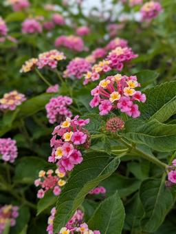 ピンクの花 ピンクの花の写真