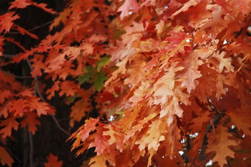 秋 もみじ 紅葉 風景写真  秋 もみじ 紅葉 風景写真 の写真