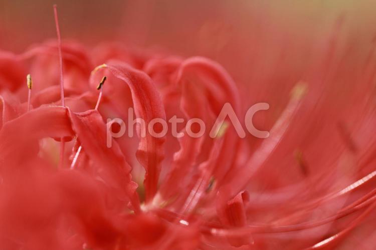 彼岸花　曼珠沙華 彼岸花,ヒガンバナ,曼珠沙華の写真素材