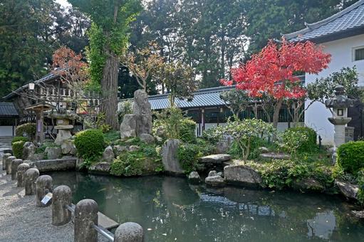 滋賀・近江八幡市 沙沙貴神社 呑月の庭 沙沙貴神社,呑月の庭,鈍穴の庭の写真素材