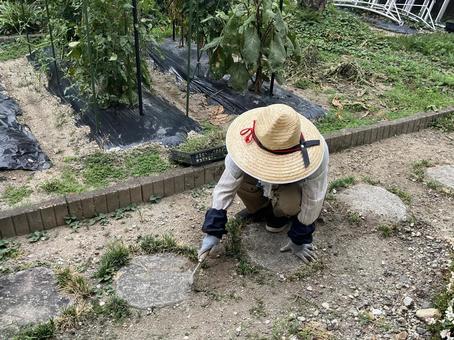 庭の草取り 庭の草取り 草取り,麦わら帽子,庭の写真素材
