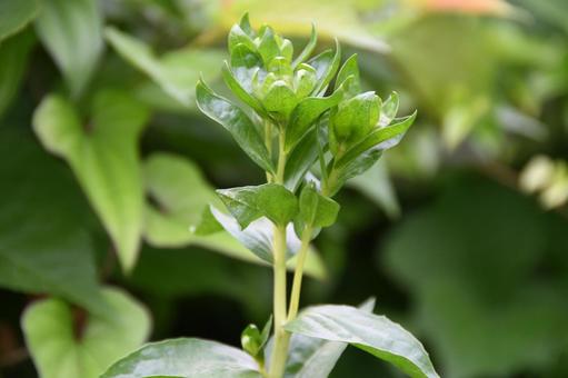 ベニバナのつぼみ ベニバナ,つぼみ,植物の写真素材