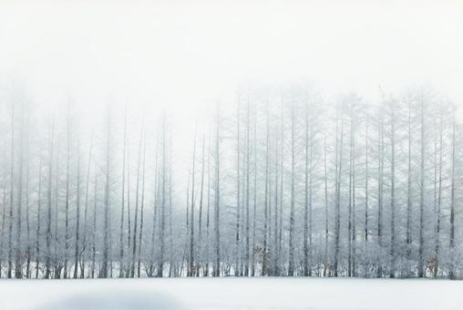 冬の防風林 冬の防風林,防風林,木の写真素材
