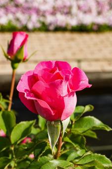 ピンクのバラの写真