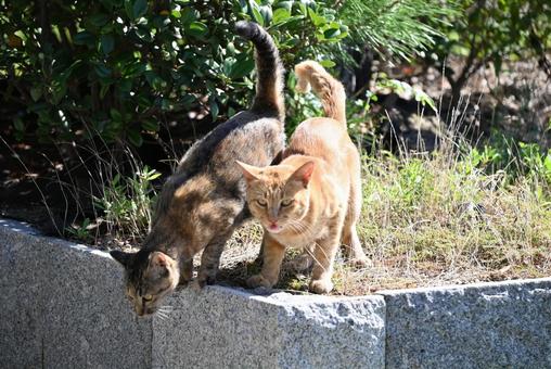 尻尾たて 毛並み,ひげ,猫島の写真素材