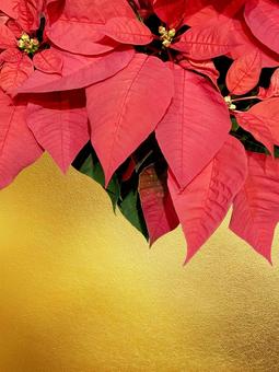 ポインセチア ポインセチア,飾り付け,ディスプレイの写真素材
