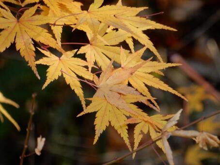 【紅葉写真】美しい紅葉風景 モミジ,紅葉,晩秋の写真素材