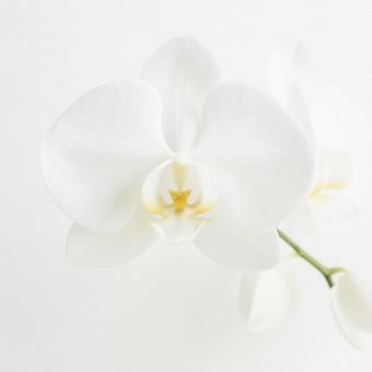 白い胡蝶蘭の接写 白い胡蝶蘭の接写の写真