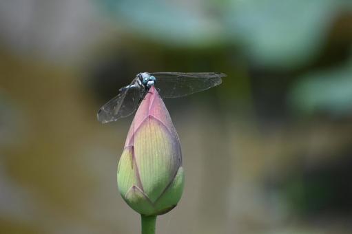 Photo, a lotus, lotus, ancient lotus, 