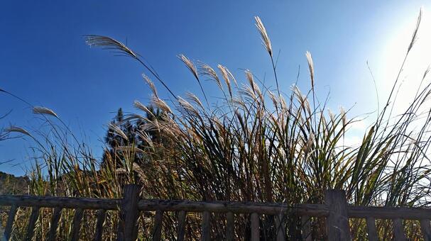 秋でした。 秋,ススキ,晴れの写真素材