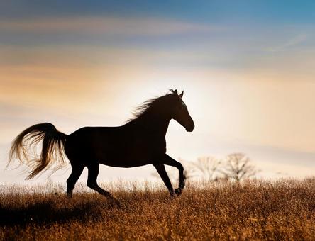 草原を走る馬のシルエット 草原を走る馬のシルエットの写真