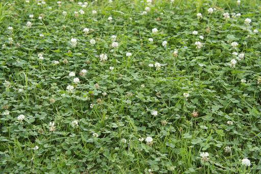 緑の絨毯01 緑の絨毯01 草,グリーン,背景の写真素材