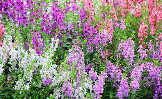 夏・カラフルなアンゲロニアの花 夏・カラフルなアンゲロニアの花の写真