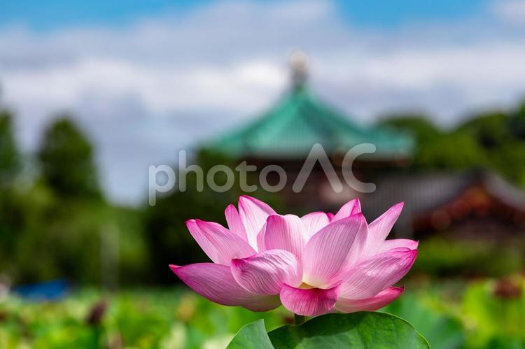 不忍池2025夏5 蓮の花,花,蓮の写真素材