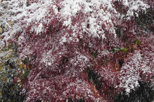 雪化粧した紅葉 雪化粧した紅葉の写真