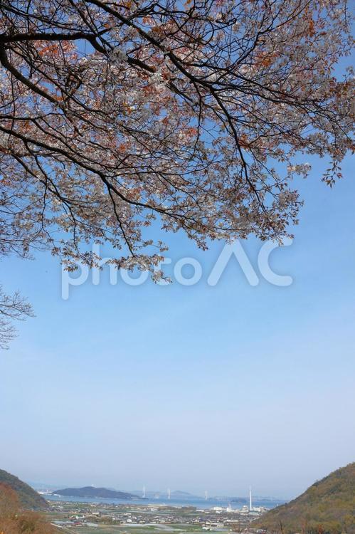 ４月上旬の五色台の桜の花と瀬戸大橋 背景,桜,花の写真素材