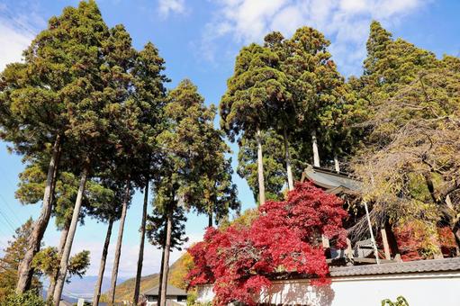 紅葉　長野県　清水寺 紅葉,長野県,清水寺の写真素材