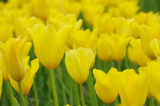 Tulips, JPG