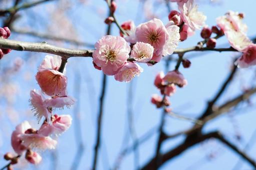 鮮やかに咲く濃桃色の梅 ピンクの梅,梅,花の写真素材