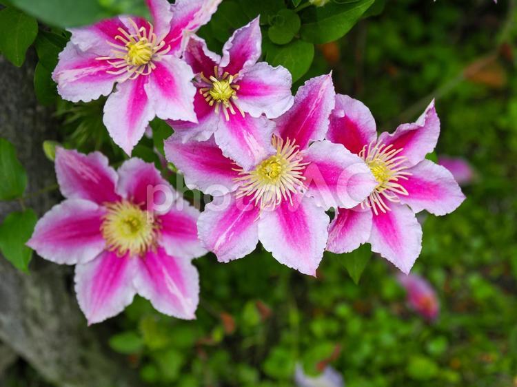 クレマチスのある風景 クレマチス,花,草花の写真素材